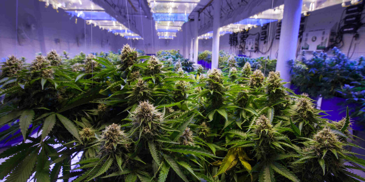 Marijuana Grow Room Security