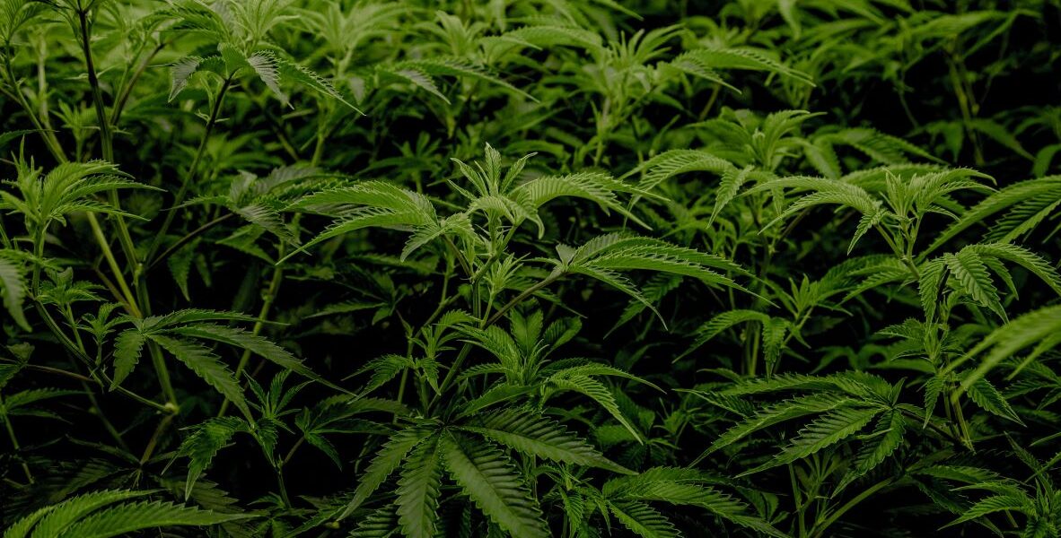 Marijuana Grow Rooms