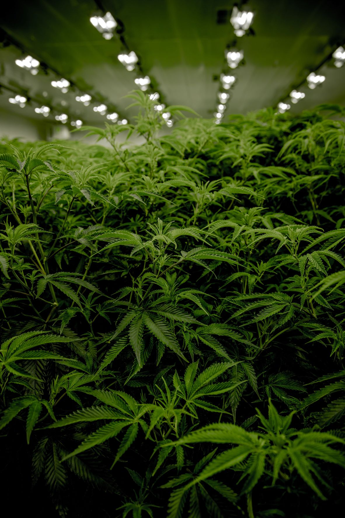 Marijuana Grow Rooms