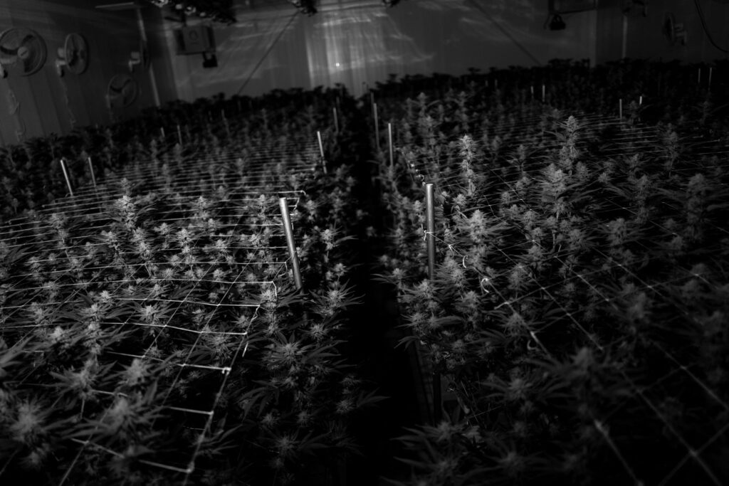 Marijuana Grow Room Night Surveilance