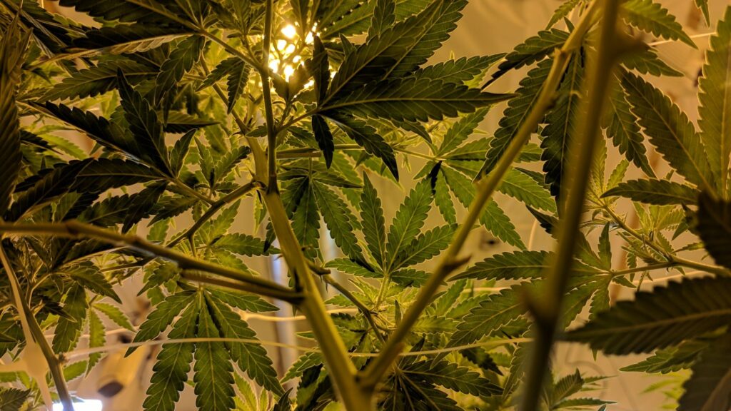 Marijuana Outdoor Grow Security